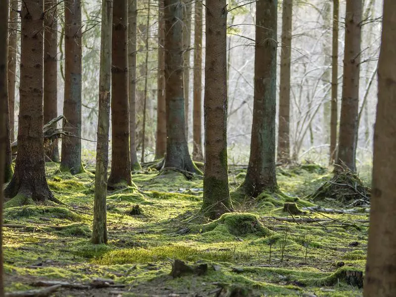 Forest of Ardennes