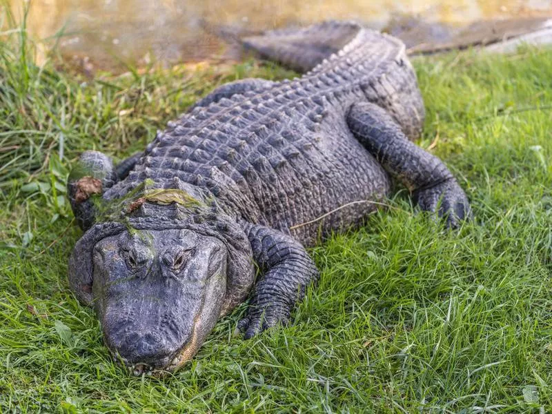 American alligator in the Mississippi River