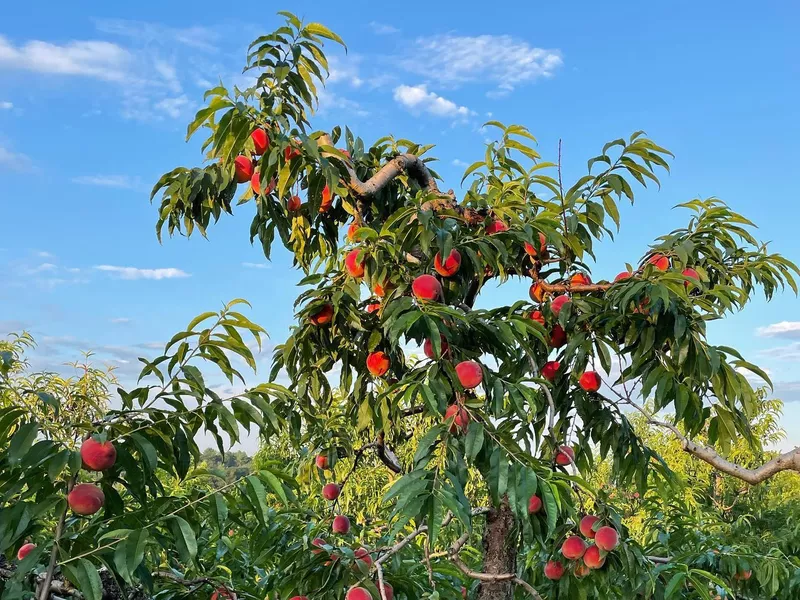 Apple farm in Massachusetts