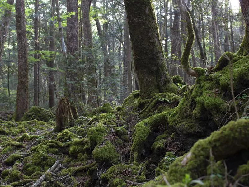 Aokigahara Forest