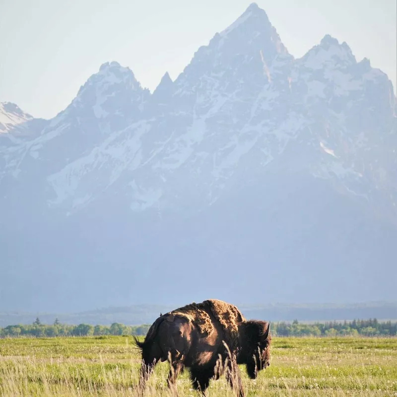 Bison at Grand Teton National Park