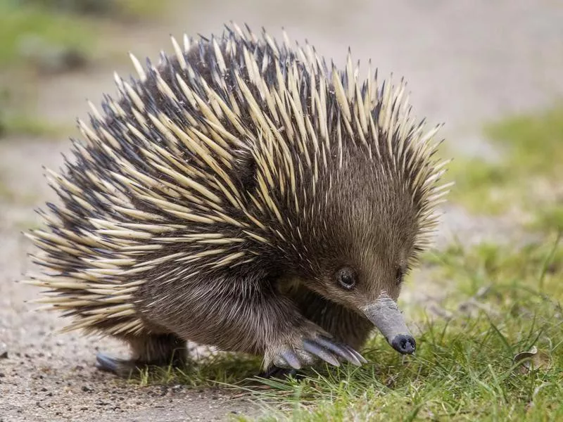 Echidna walking