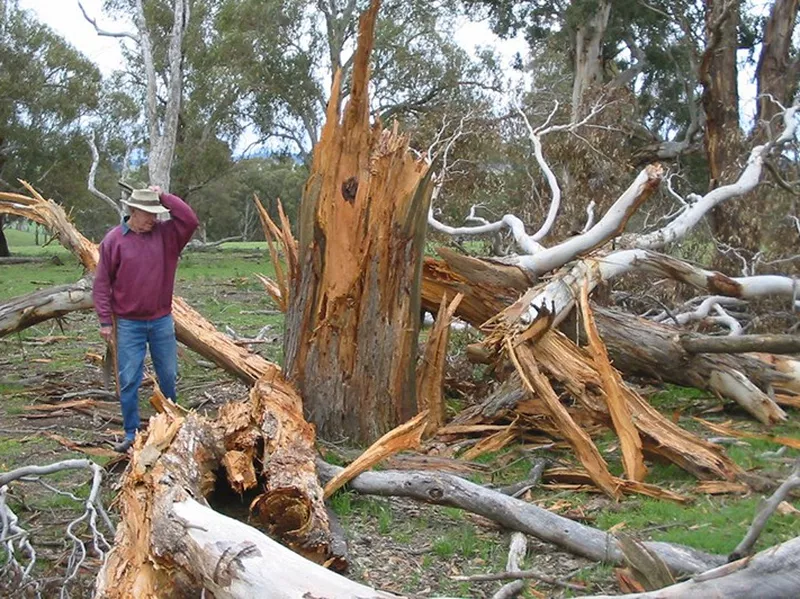 Tree trunk hit by lighting