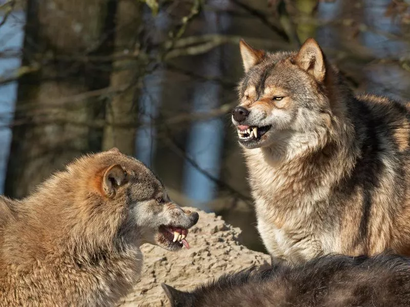 Snarling wolves