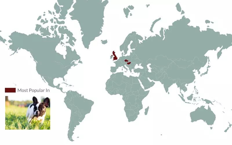 French bulldog popularity map