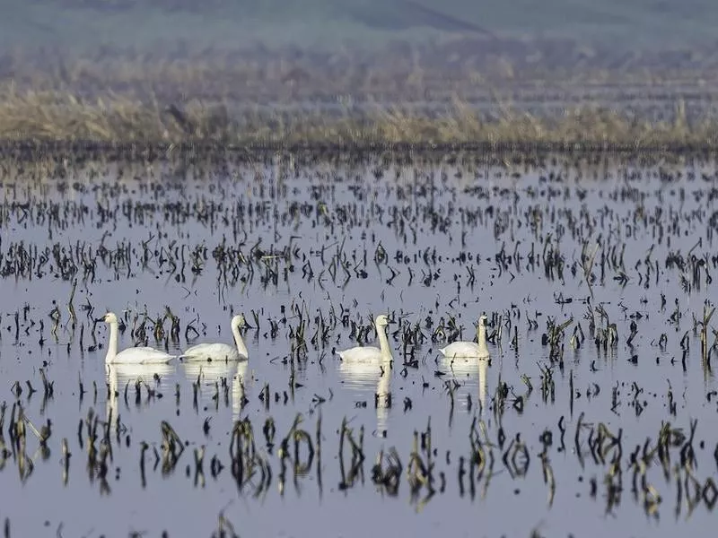 Tundra Swan