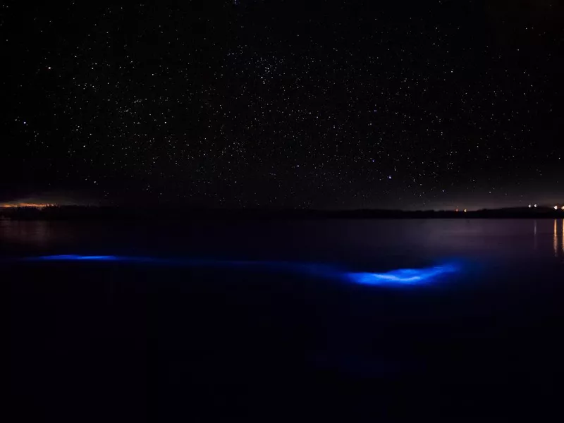 Bioluminescent bay in Jamaica