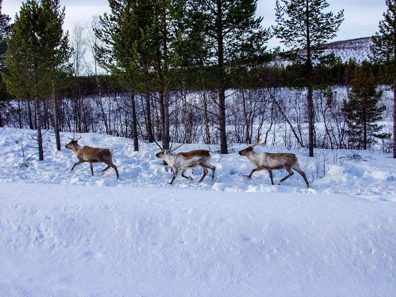 Reindeer in Karasjok