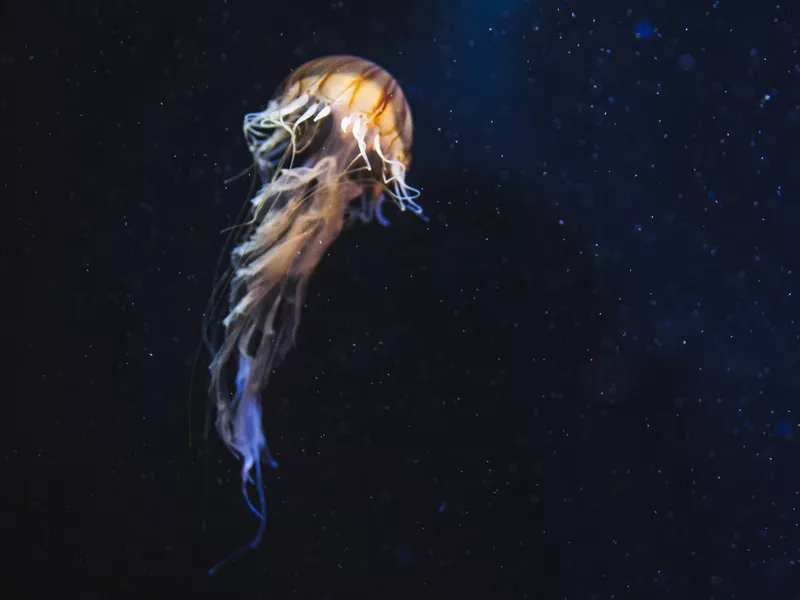 Box Jellyfish