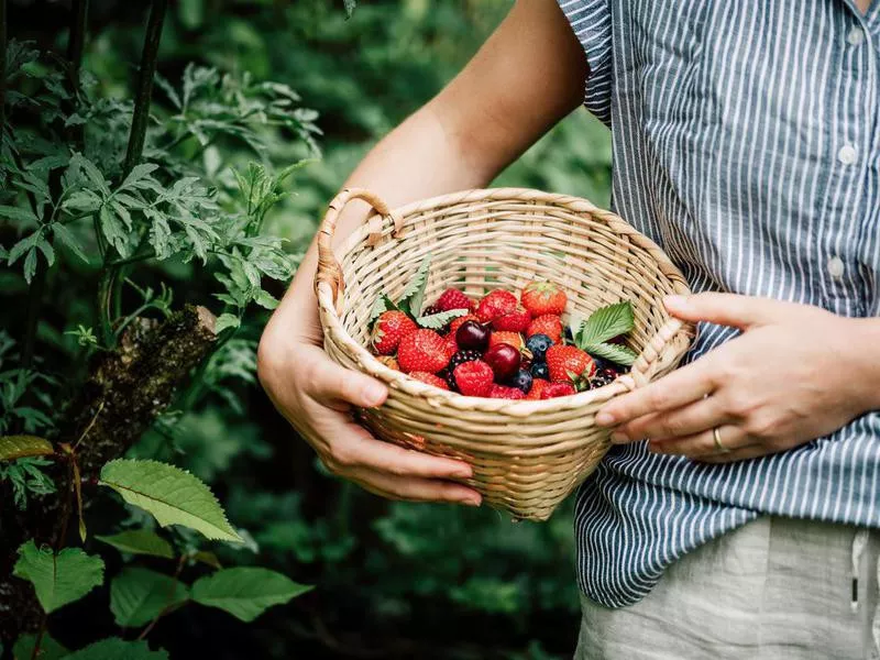 Woman collecting fresh berries