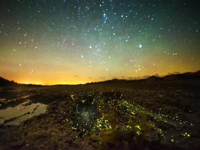 Jersey UK bioluminescence