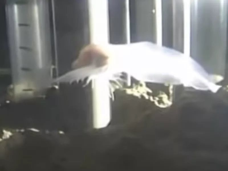 Ghostly snailfish