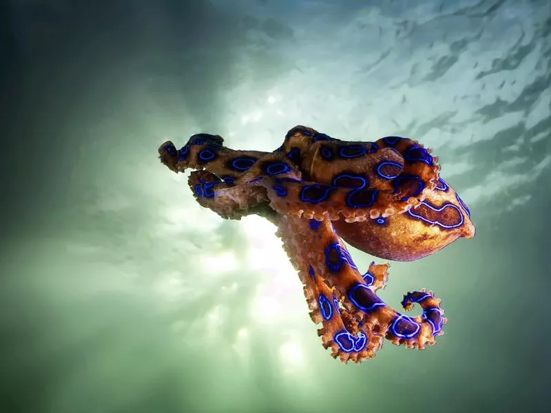 Blue-ringed octopus