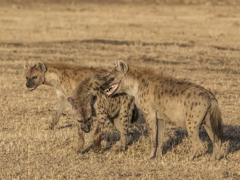 Hyenas