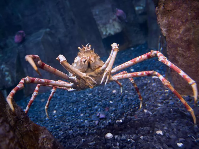 Japanese Spider Crab