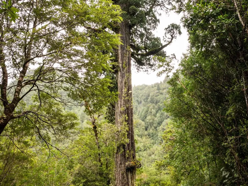 Alerce milenario, or Gran Abuelo, in Chile