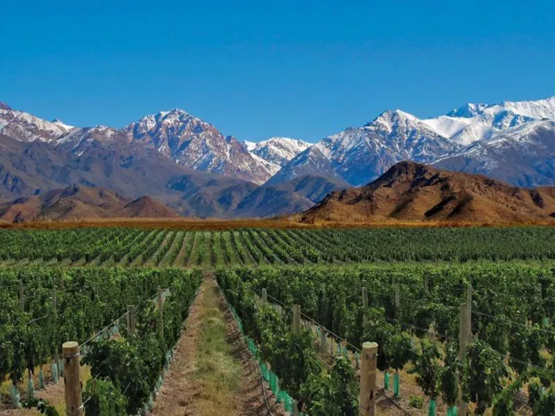 Vines of Mendoza