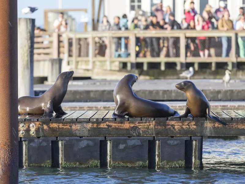 Pier 39