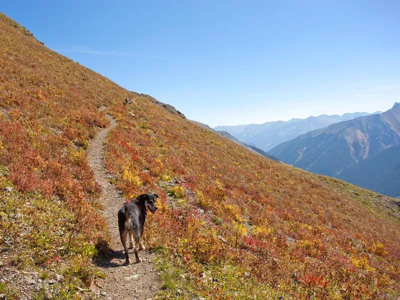 Dog hiking in Telluride, Colorado