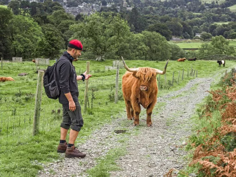 Furry scottish cow