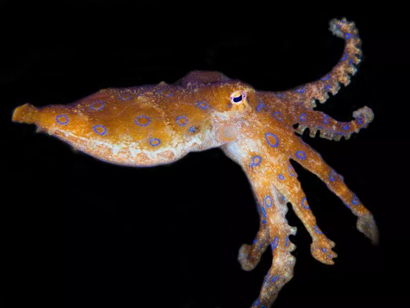 Blue-Ringed Octopus