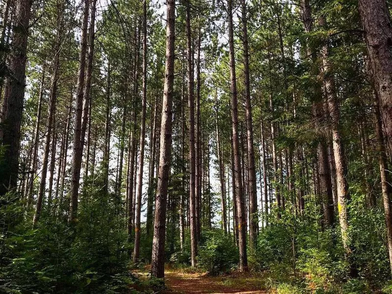 Pine trees at Hayes Lake