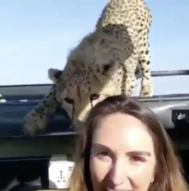 Cheetah Selfie