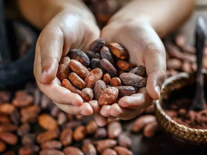 Aromatic cocoa beans