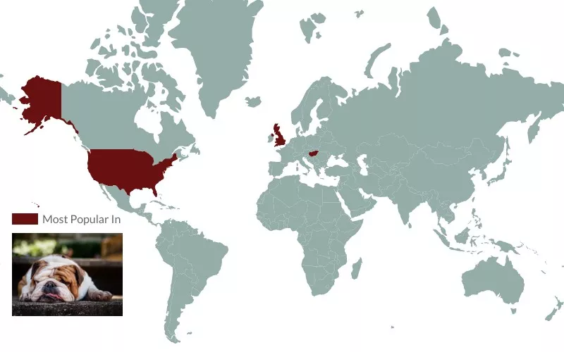 English bulldog popularity map