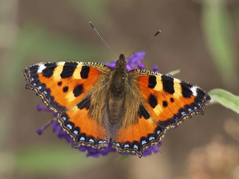 Tortoiseshell Butterfly