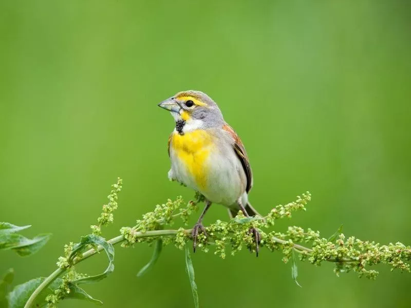 Dickcissel