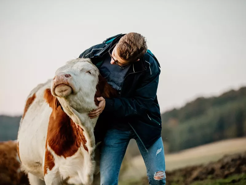 Man and cow