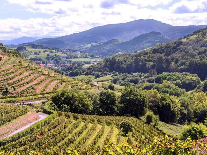 Vineyard in Basque Country