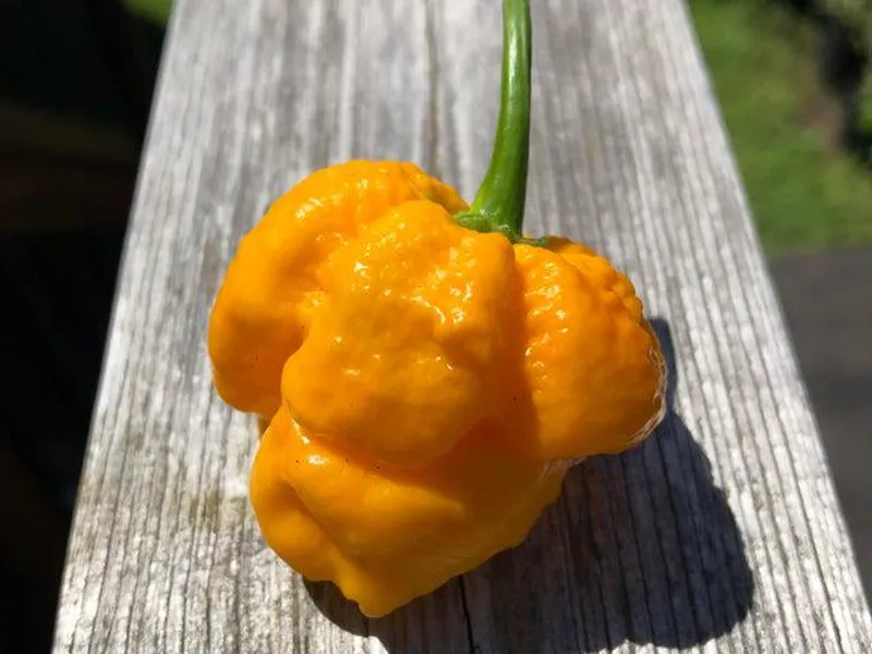 7-pot yellow brain strain pepper