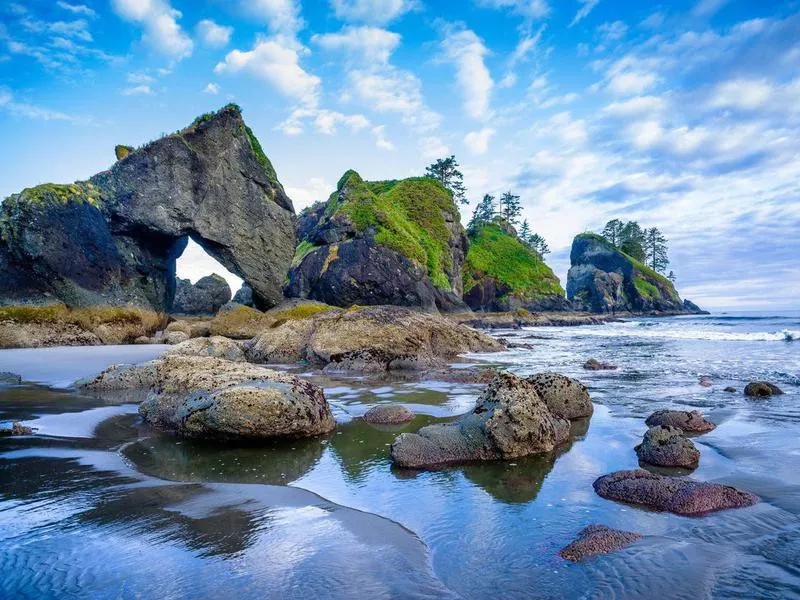 Olympic National Forest