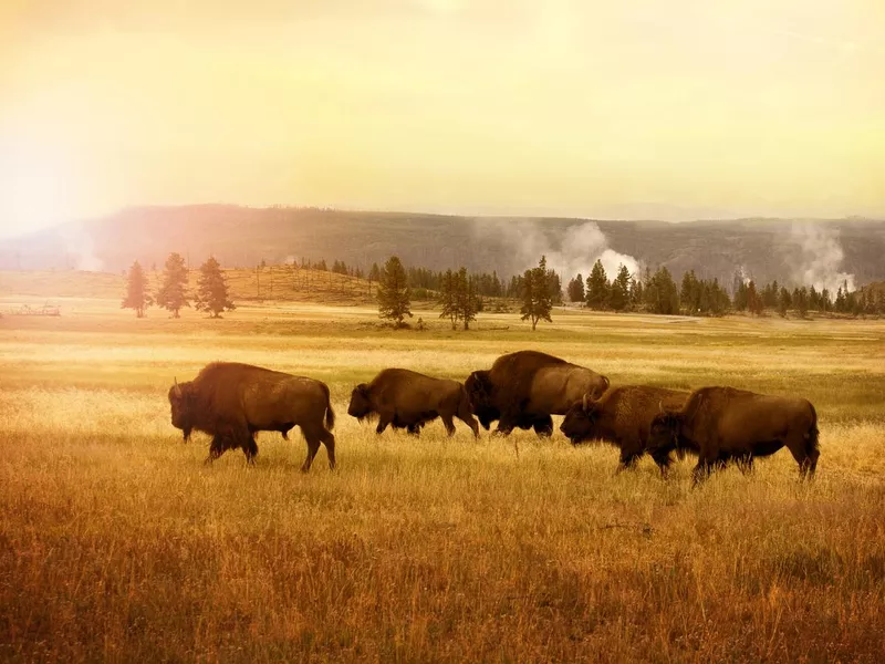 Herd of bisons in Yellowstone