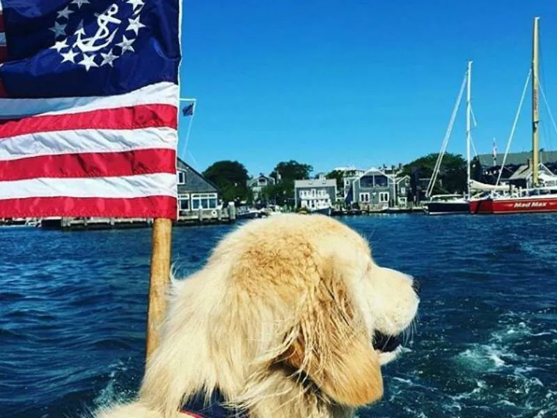 Dog sailing in Martha's Vineyard