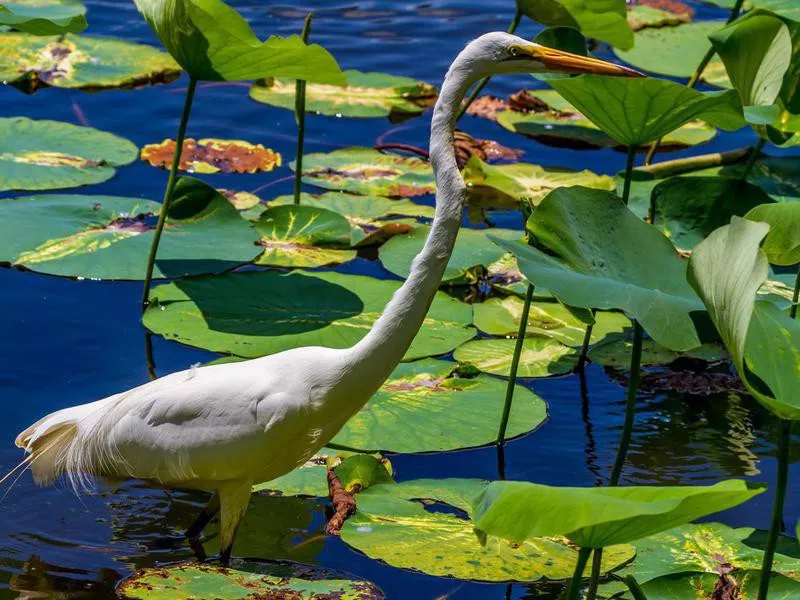 Great White Egret at Brazos Bend State Park