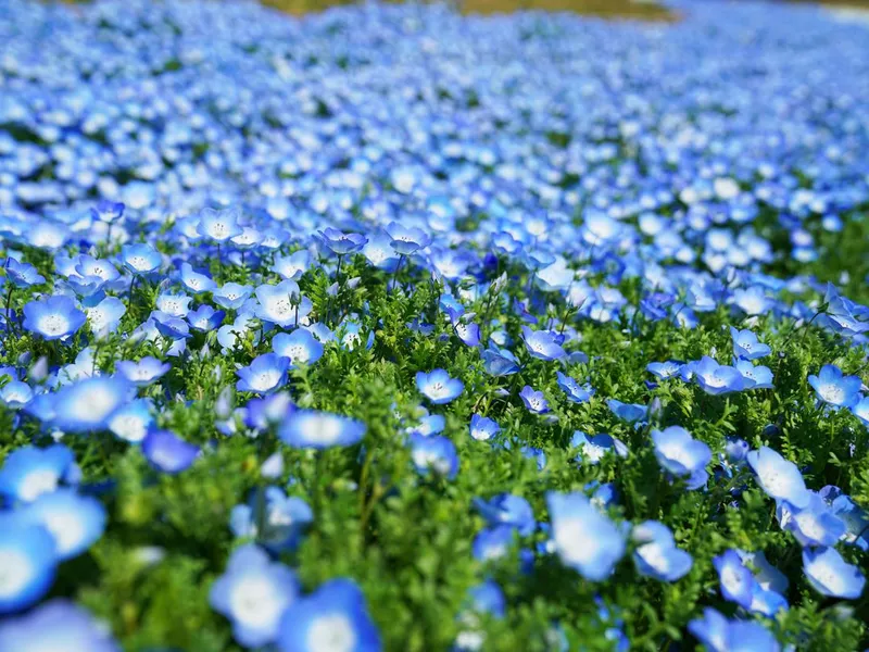 Blue flowers