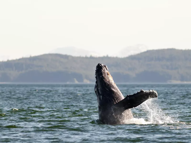 Humpback Whale in Alaska