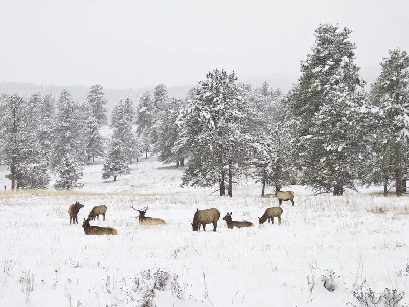 Herd of elk in Rocky Mountain