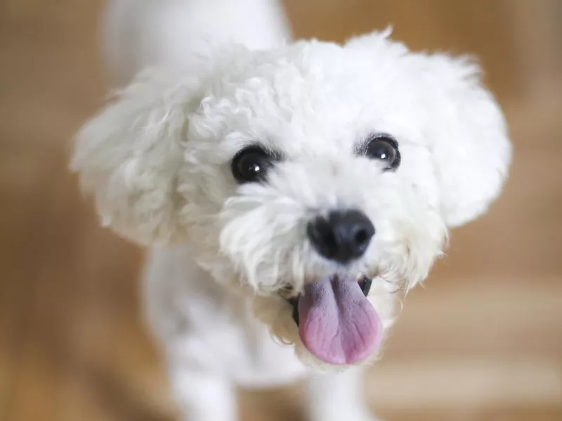 Happy Bichon dog