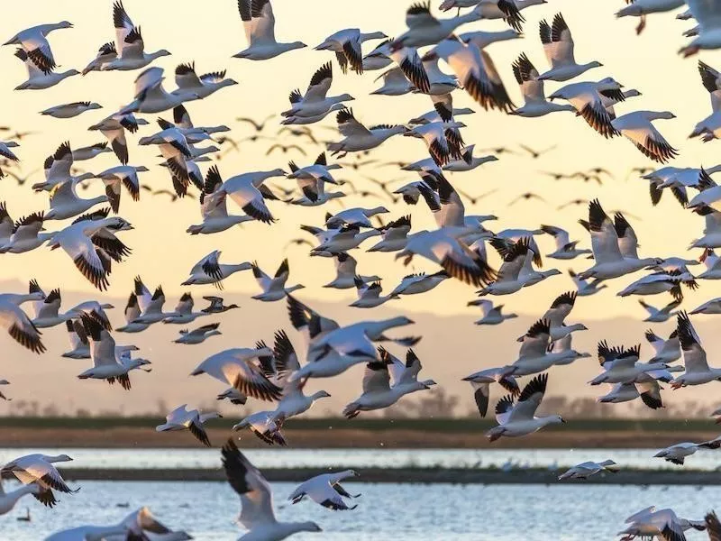 Snow Geese