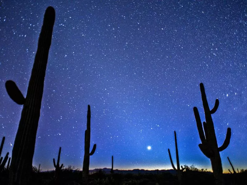 Saguaro National Park