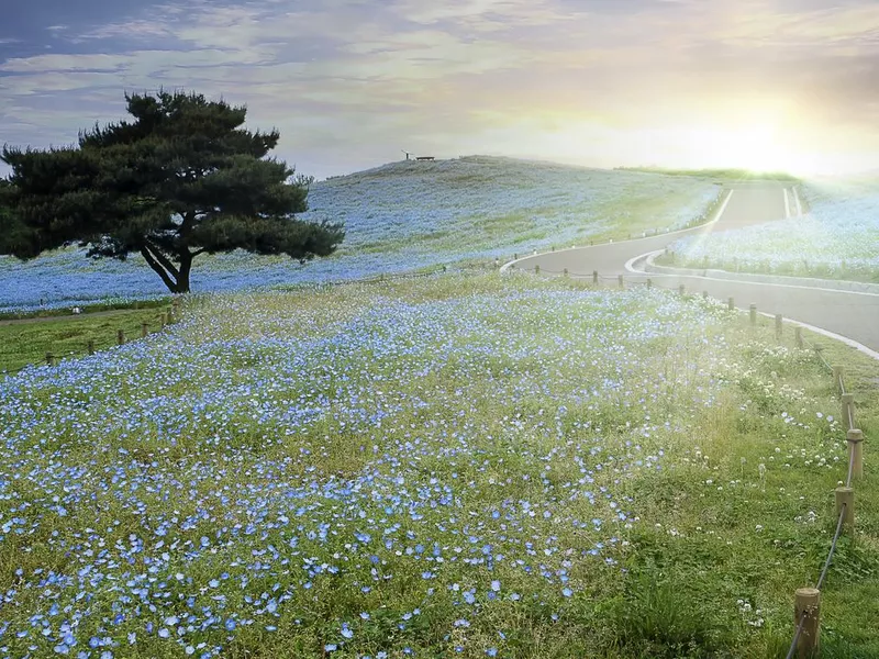 Tree and Nemophila at Hitachi Seaside Park in spring with blue sky at Ibaraki, Japan