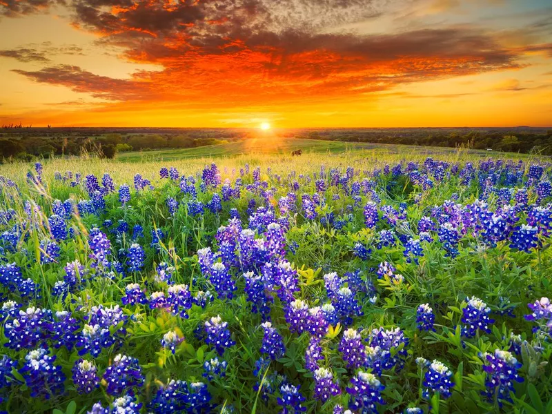 Sunset on Sugar Ridge Road, Ennis, TX