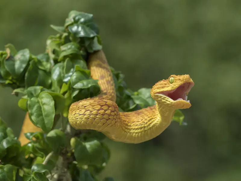 Bush viper