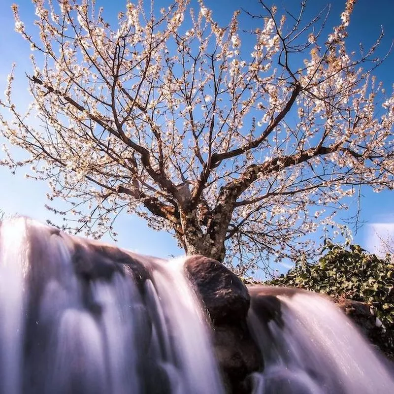 Cherry blossoms in Jerte Valley