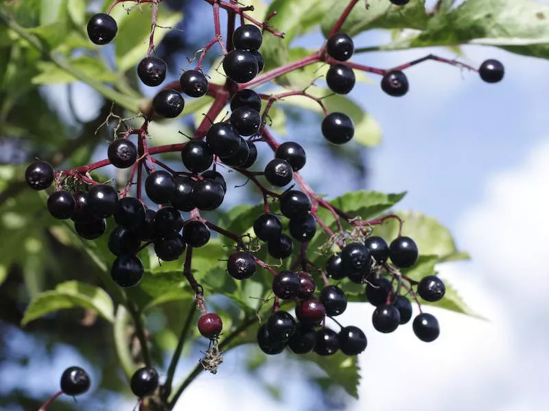 Elderberries