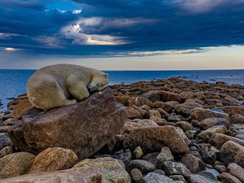 Bear sleeping